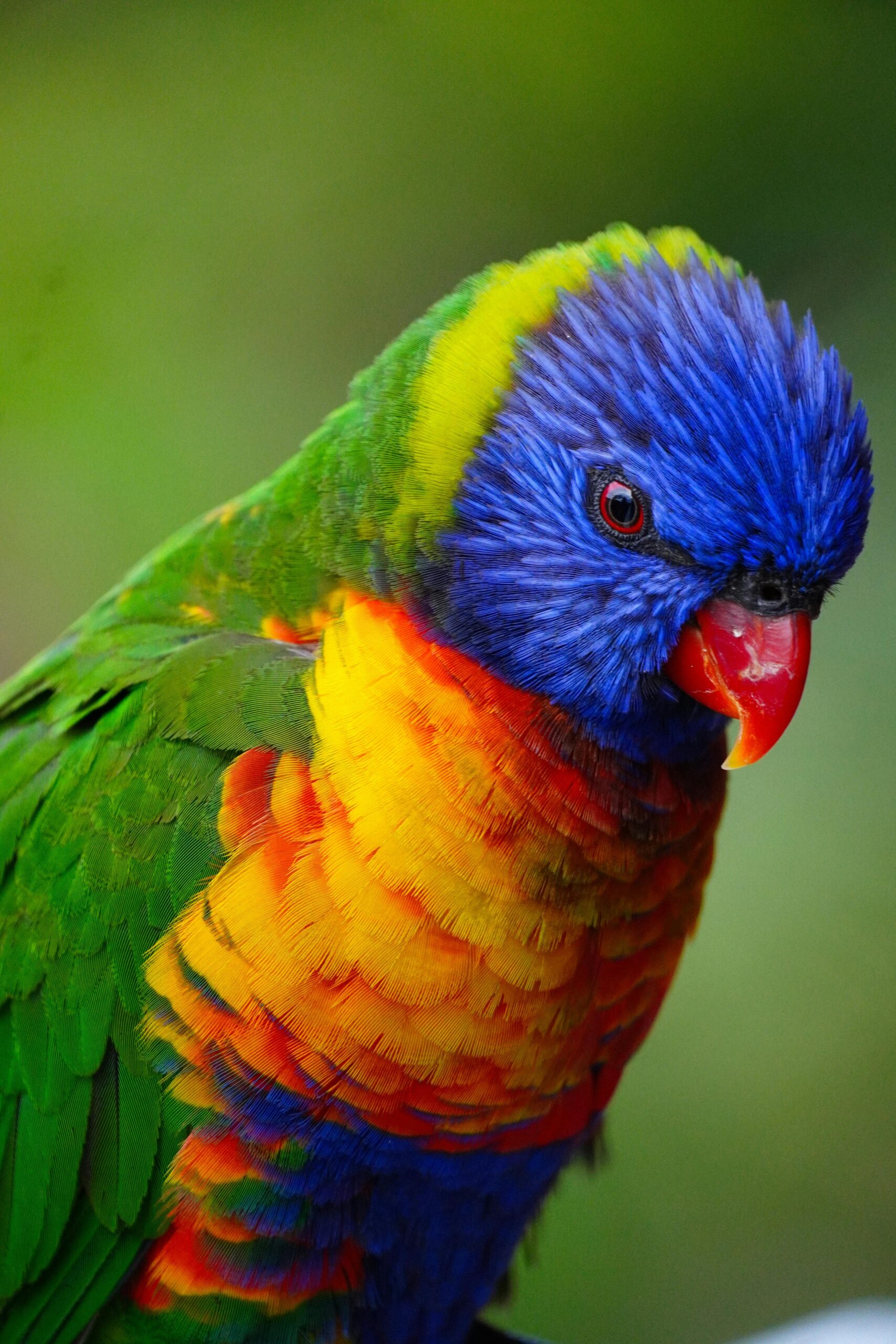 Effective Ways to Embrace Parrot Heads Culture for Ultimate Enjoyment in 2025