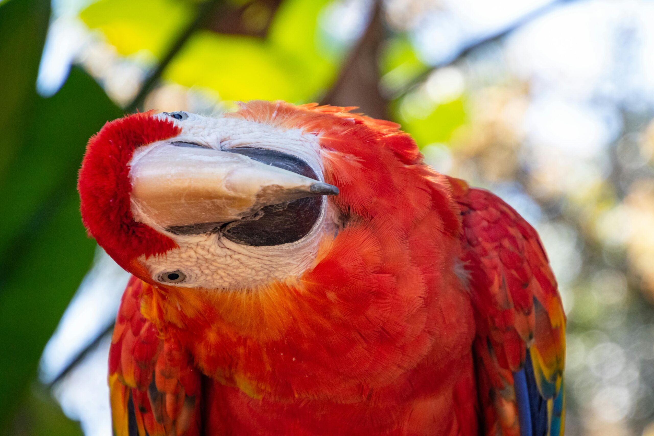 Smart Ways to Enhance Your Parrot Bird Care in 2025: Discover Proven Techniques!