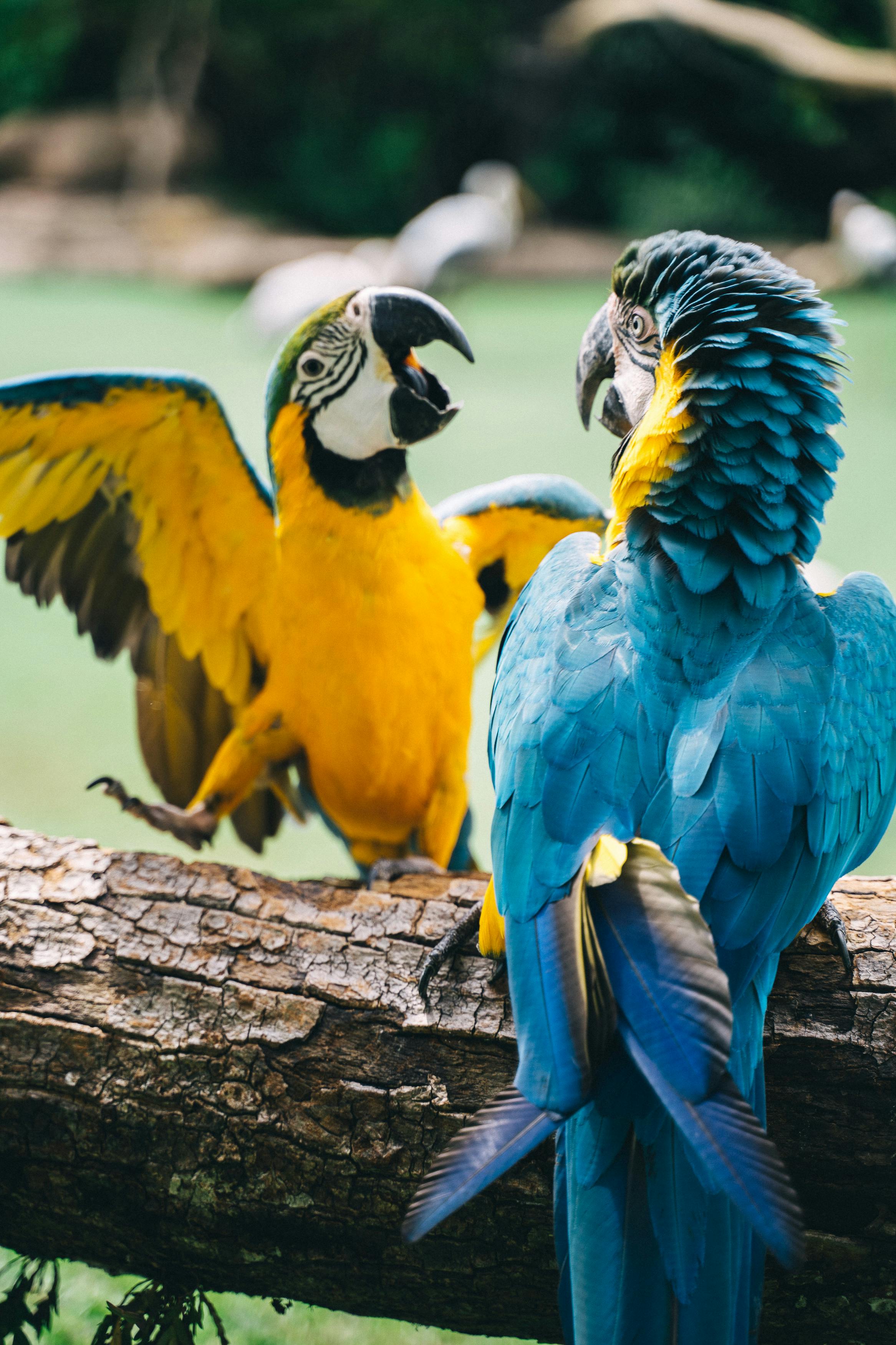 Colorful Parrots