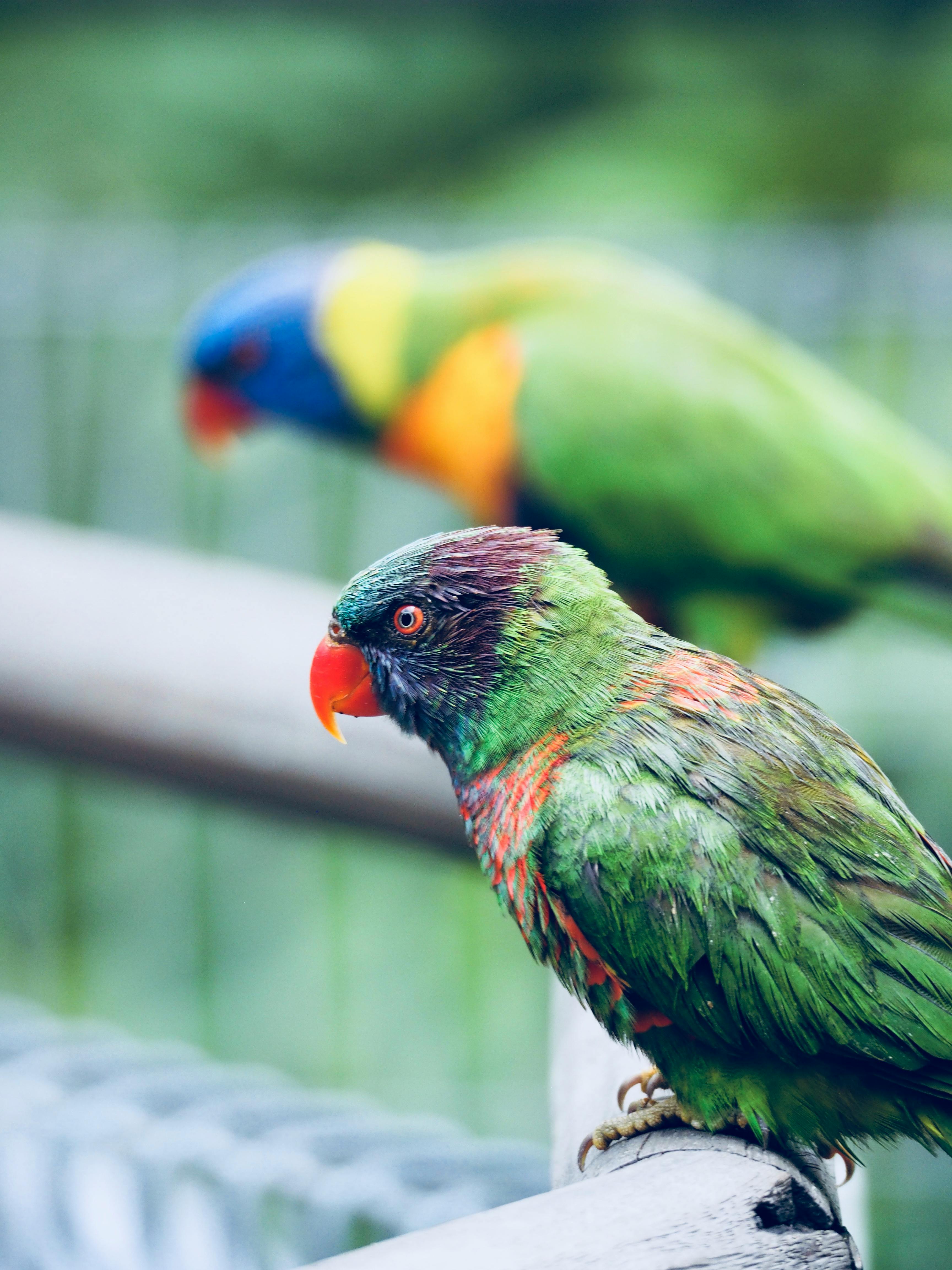 Parrot Socialization