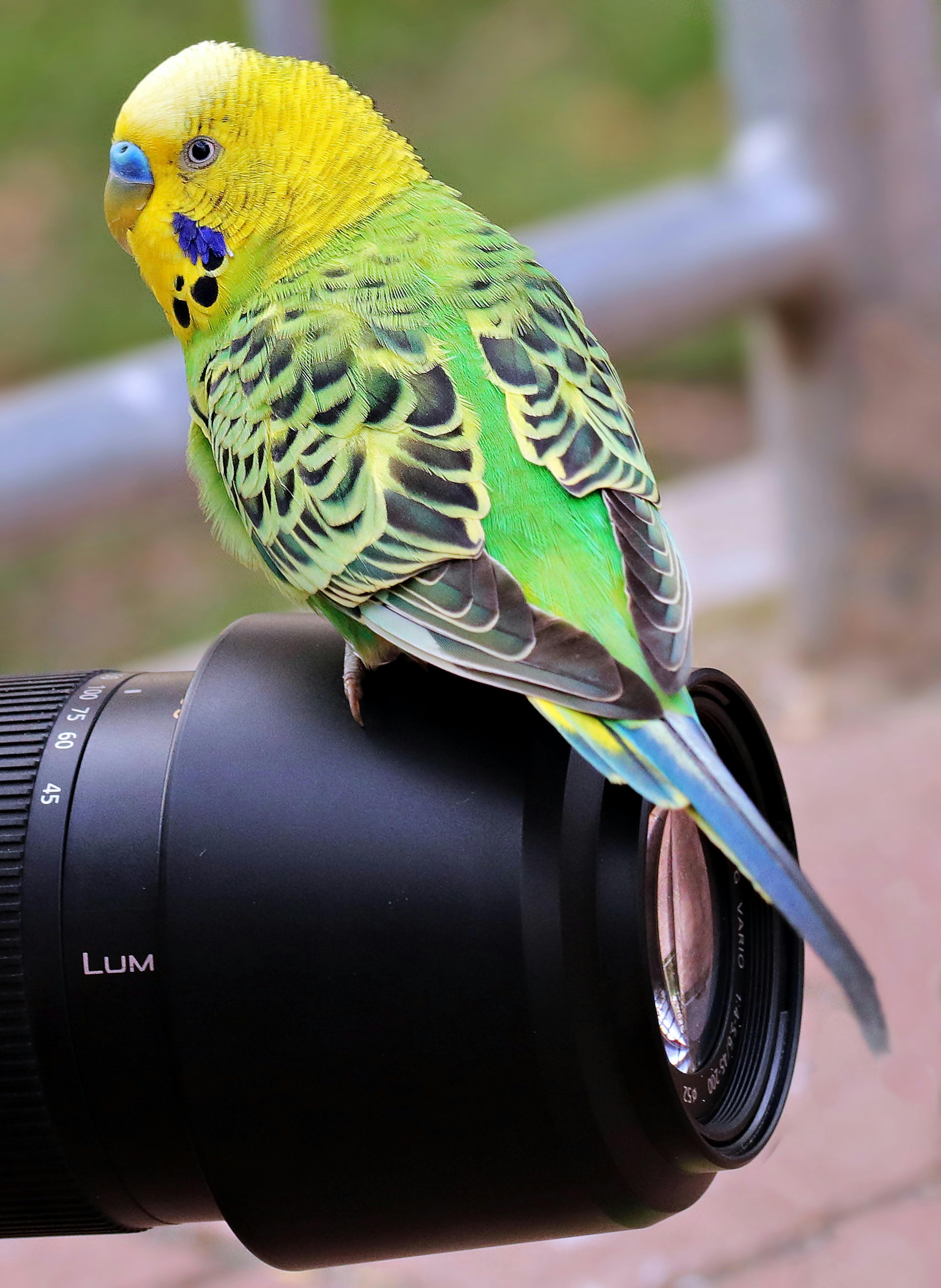 Parrot adoption near me