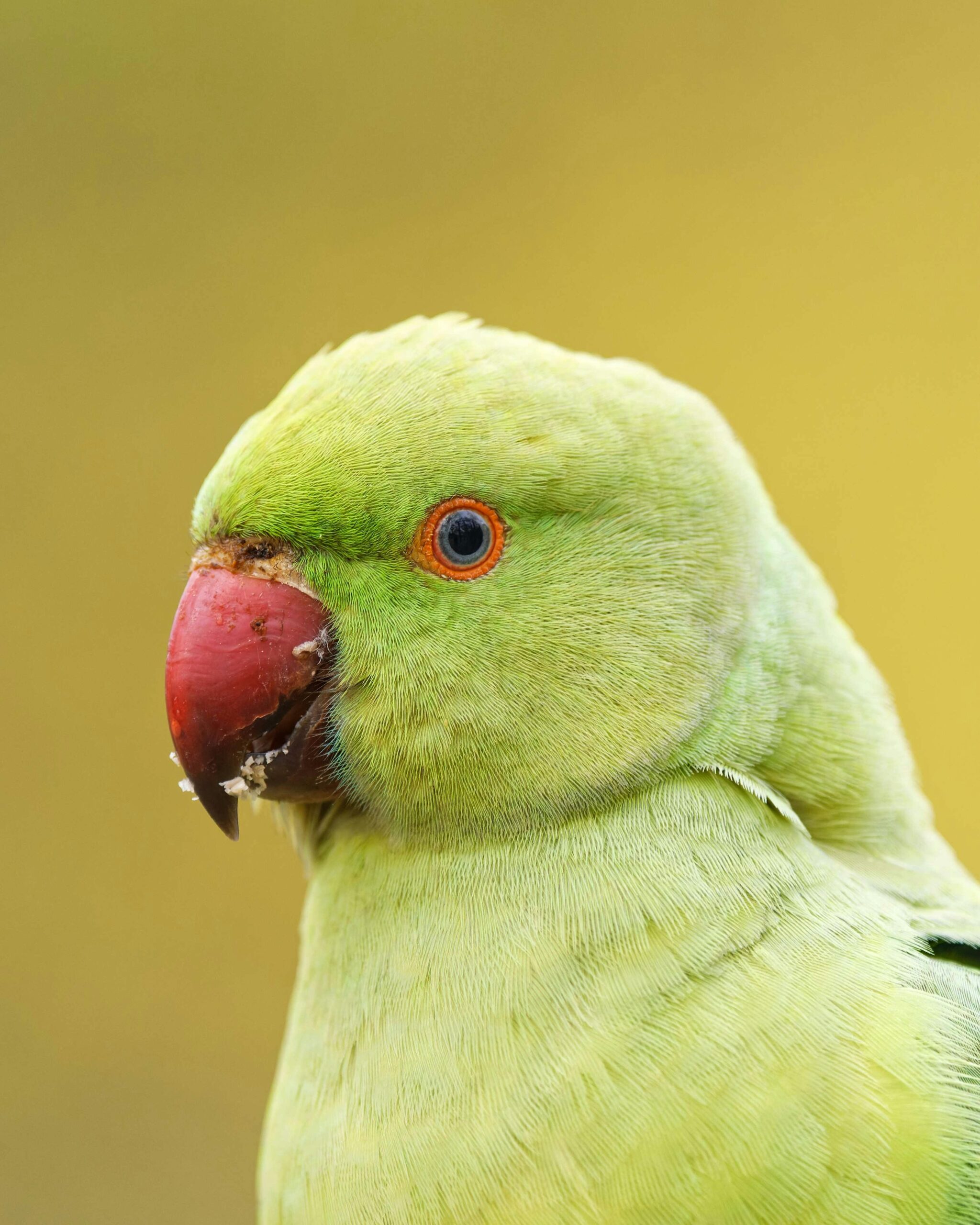 Effective Ways to Train Your Indian Parrot for Better Communication in 2025