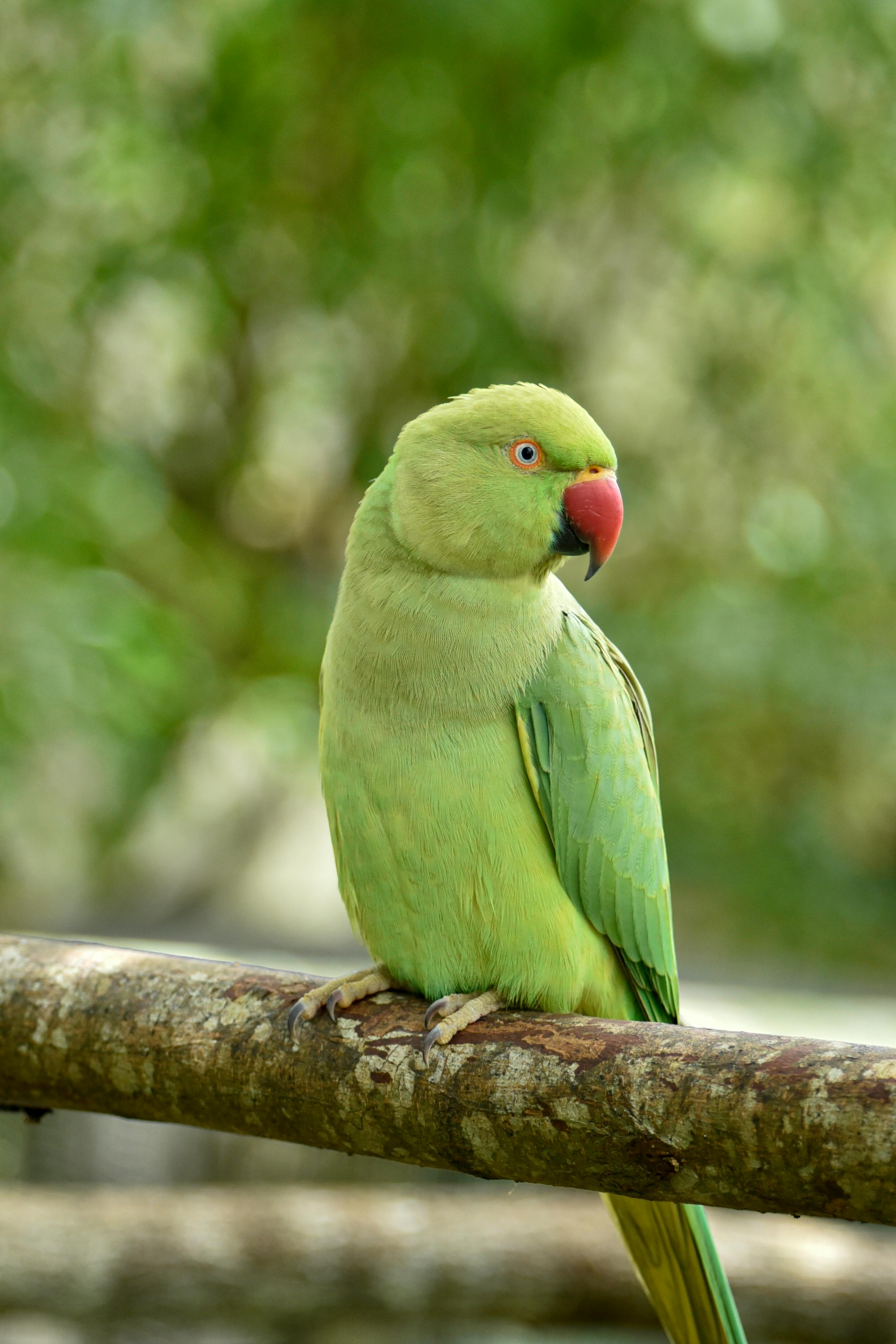 Indian Parrot