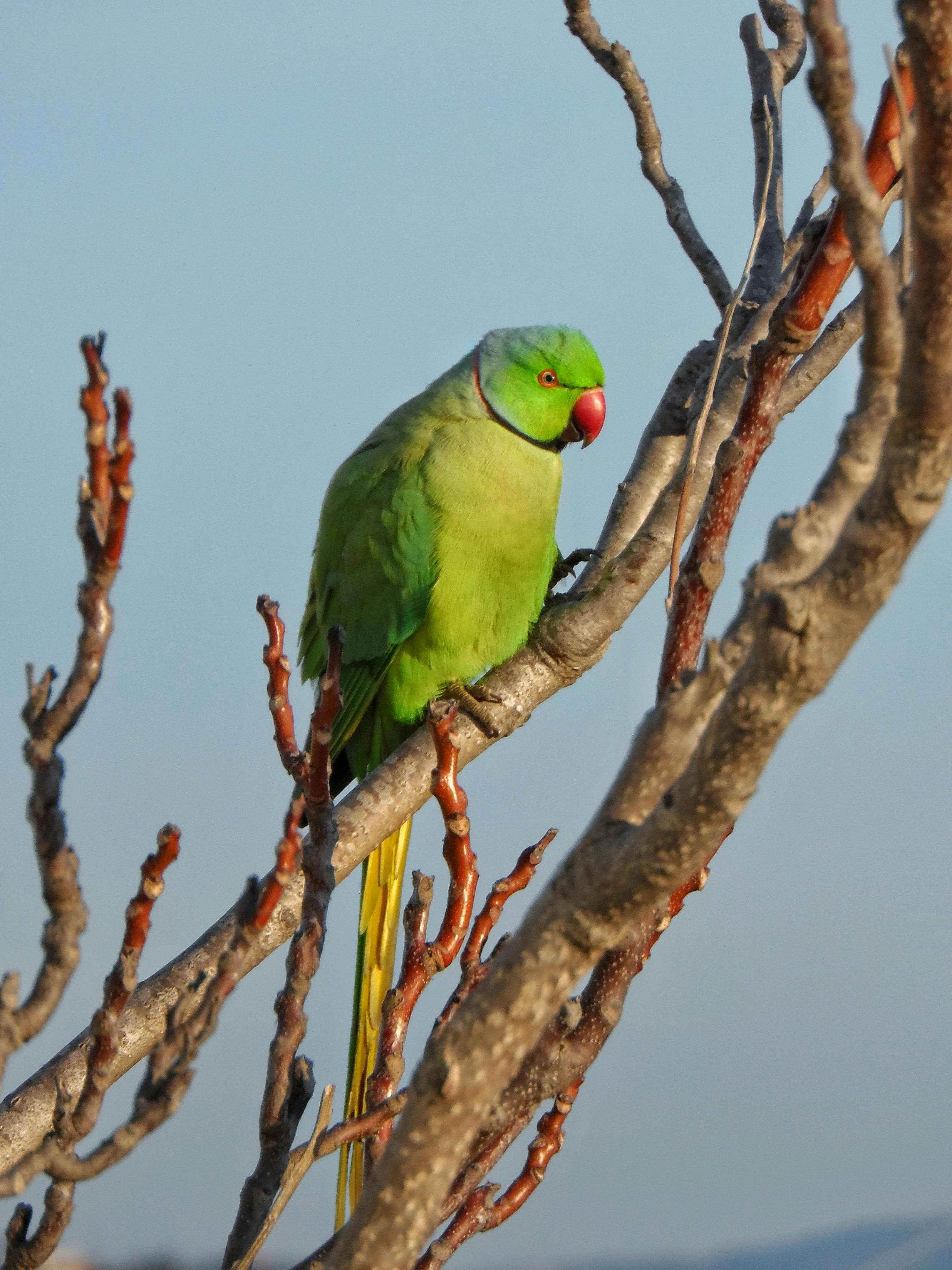 Indian Parrot in Habitat