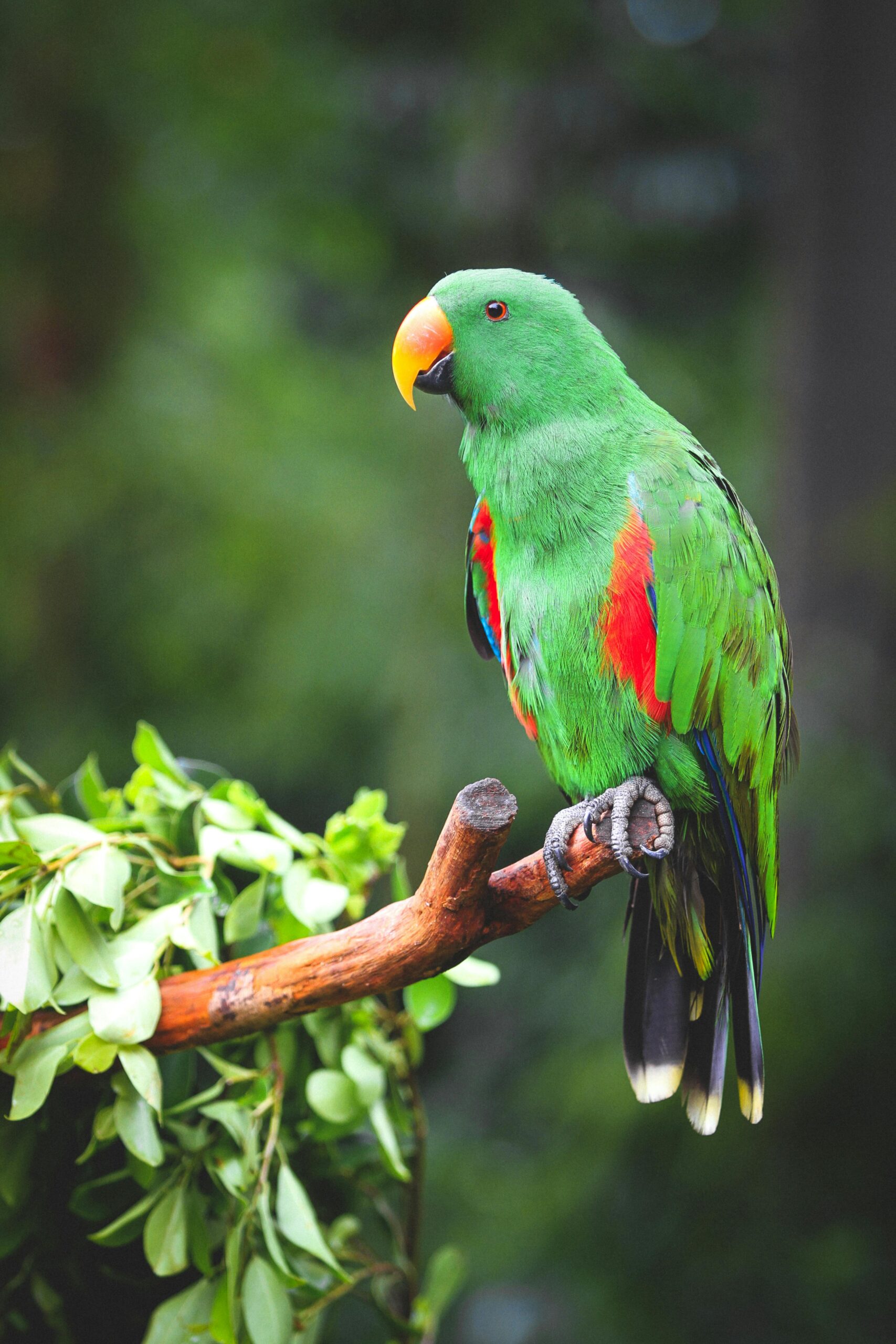 Comprehensive Guide to Eclectus Parrot Lifespan: Discover Key Facts for 2025