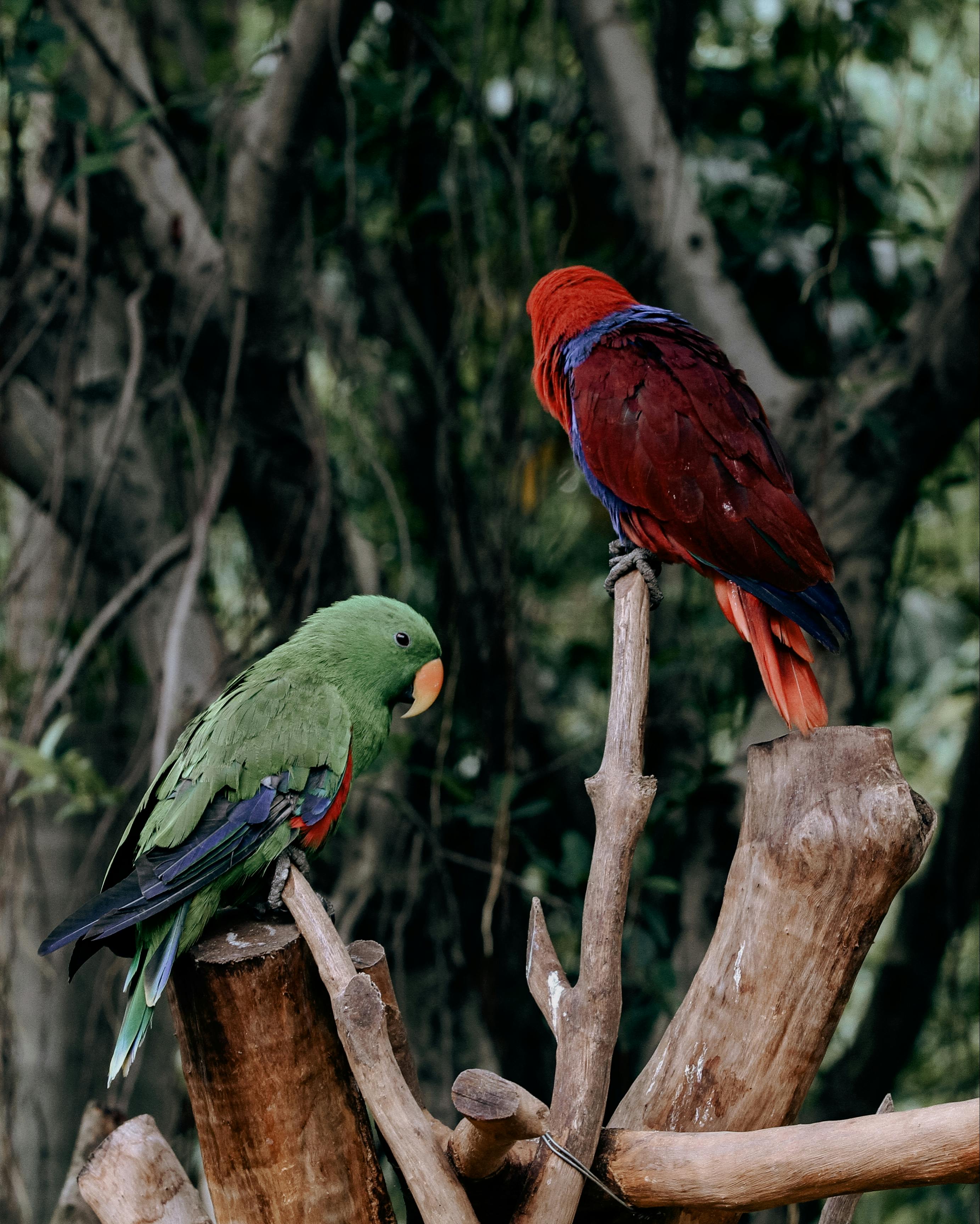 Healthy Eclectus Parrot