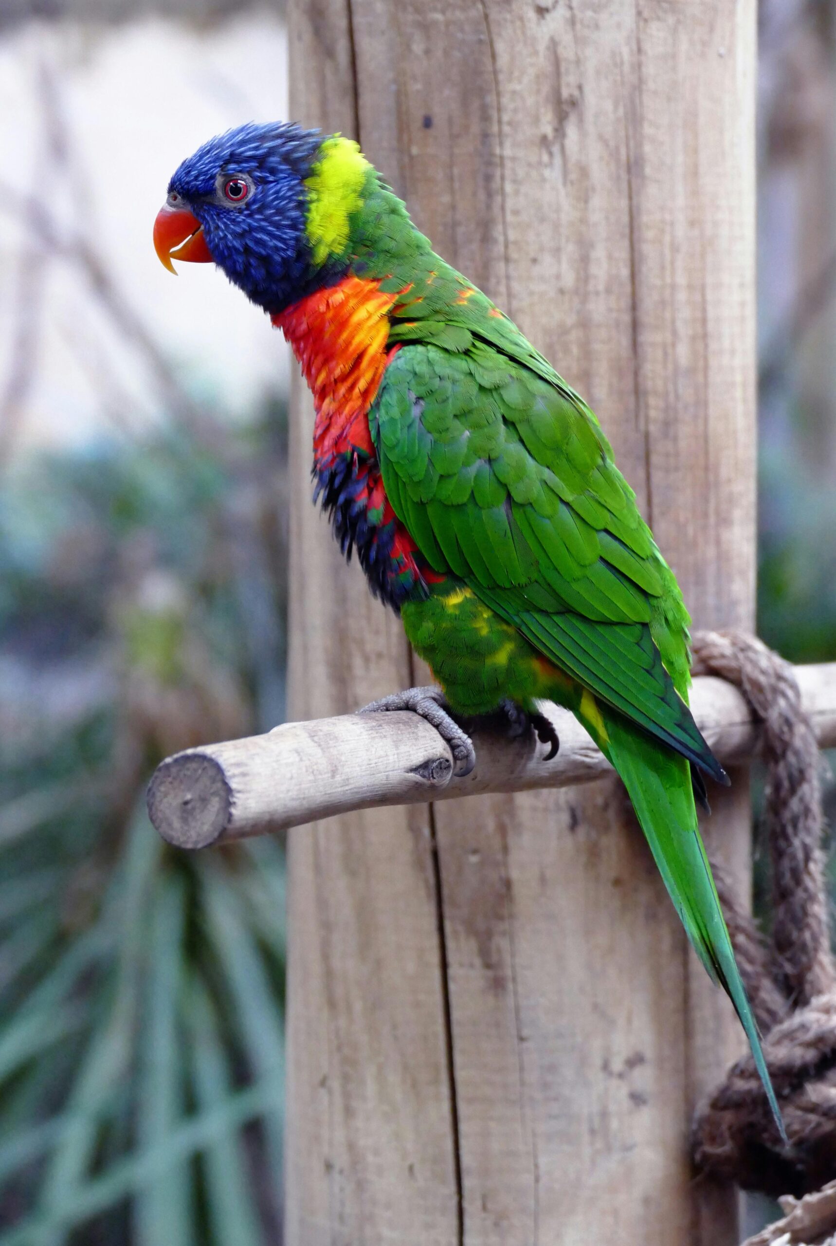 Essential Guide to 7 Types of Parrots to Consider in 2025