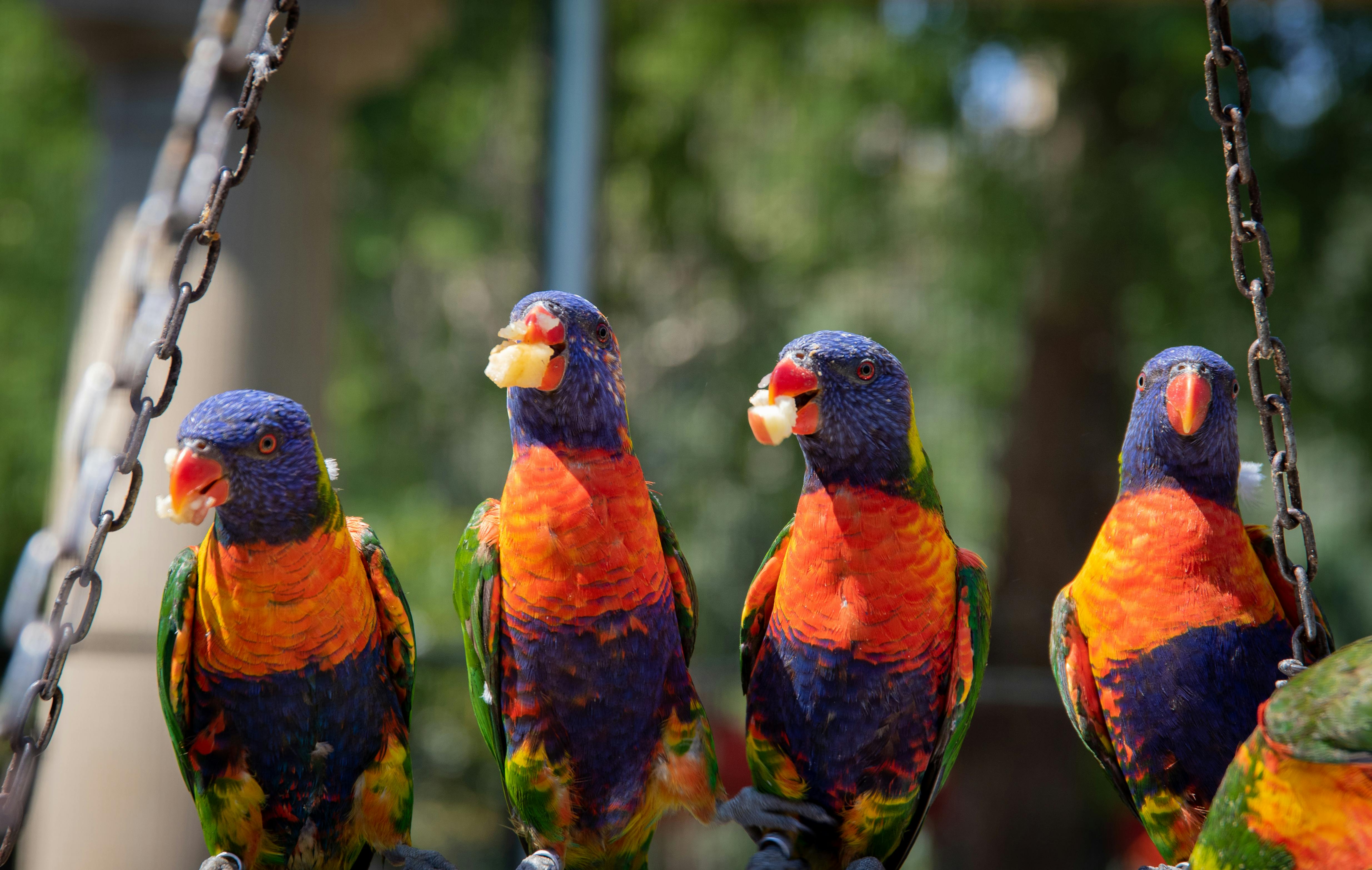 Types of Parrots