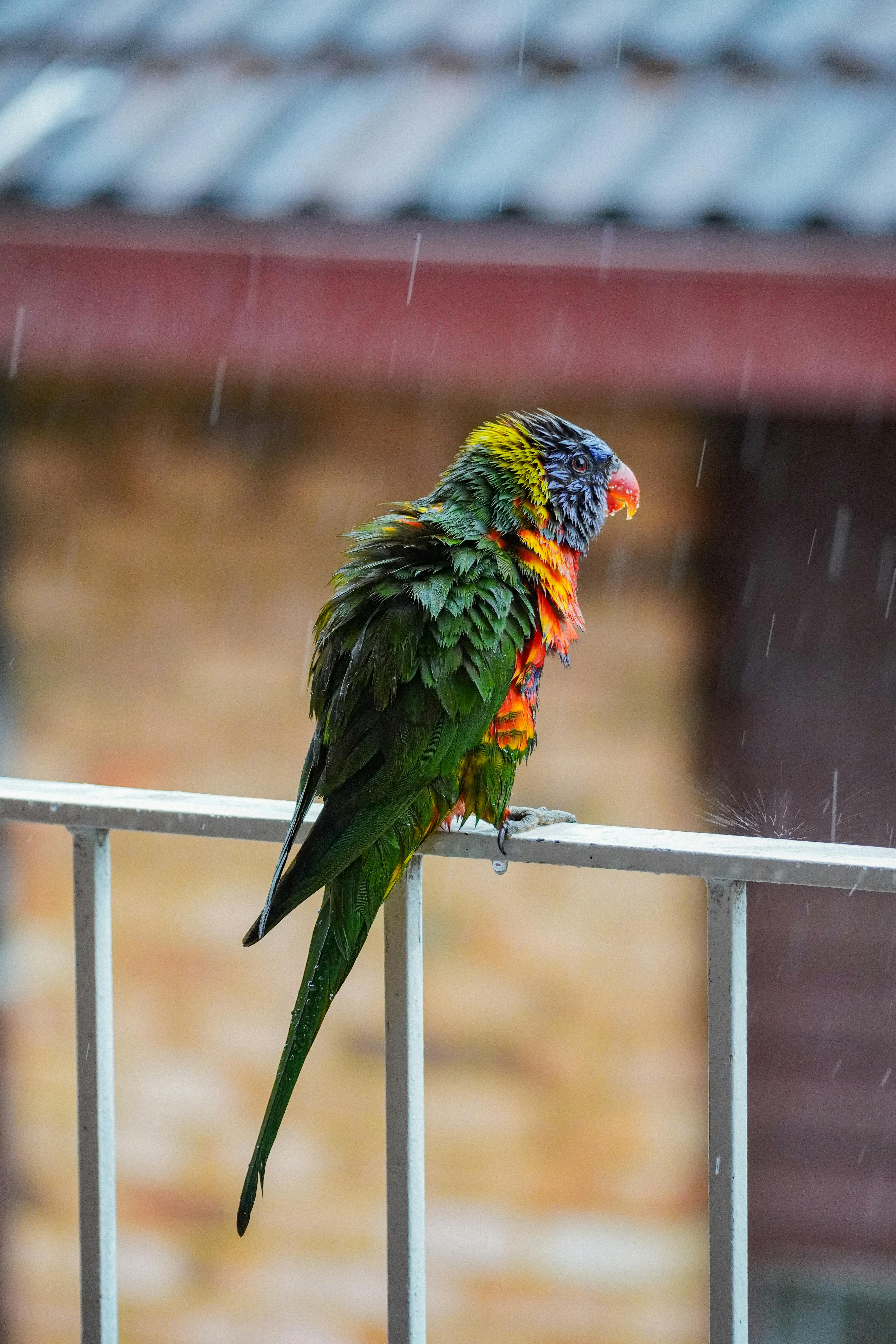 Types of Parrots