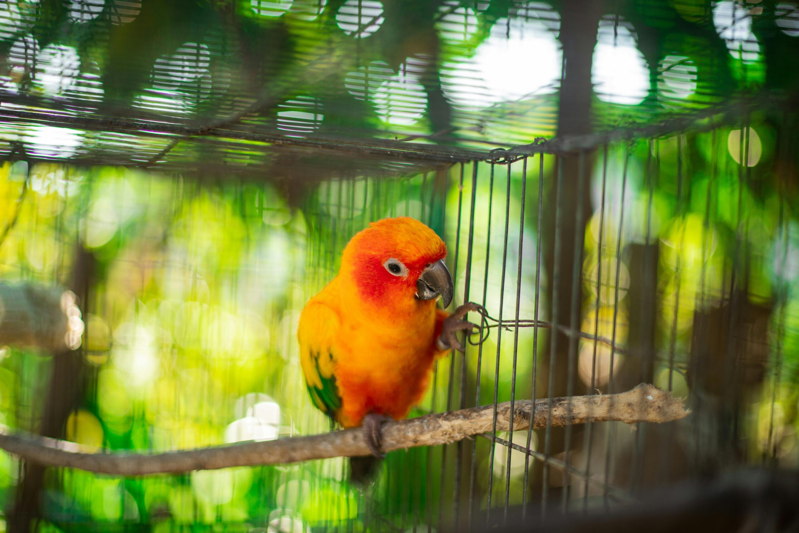 Effective Ways to Train Your Sun Conure Parrot for Better Behavior (2025)