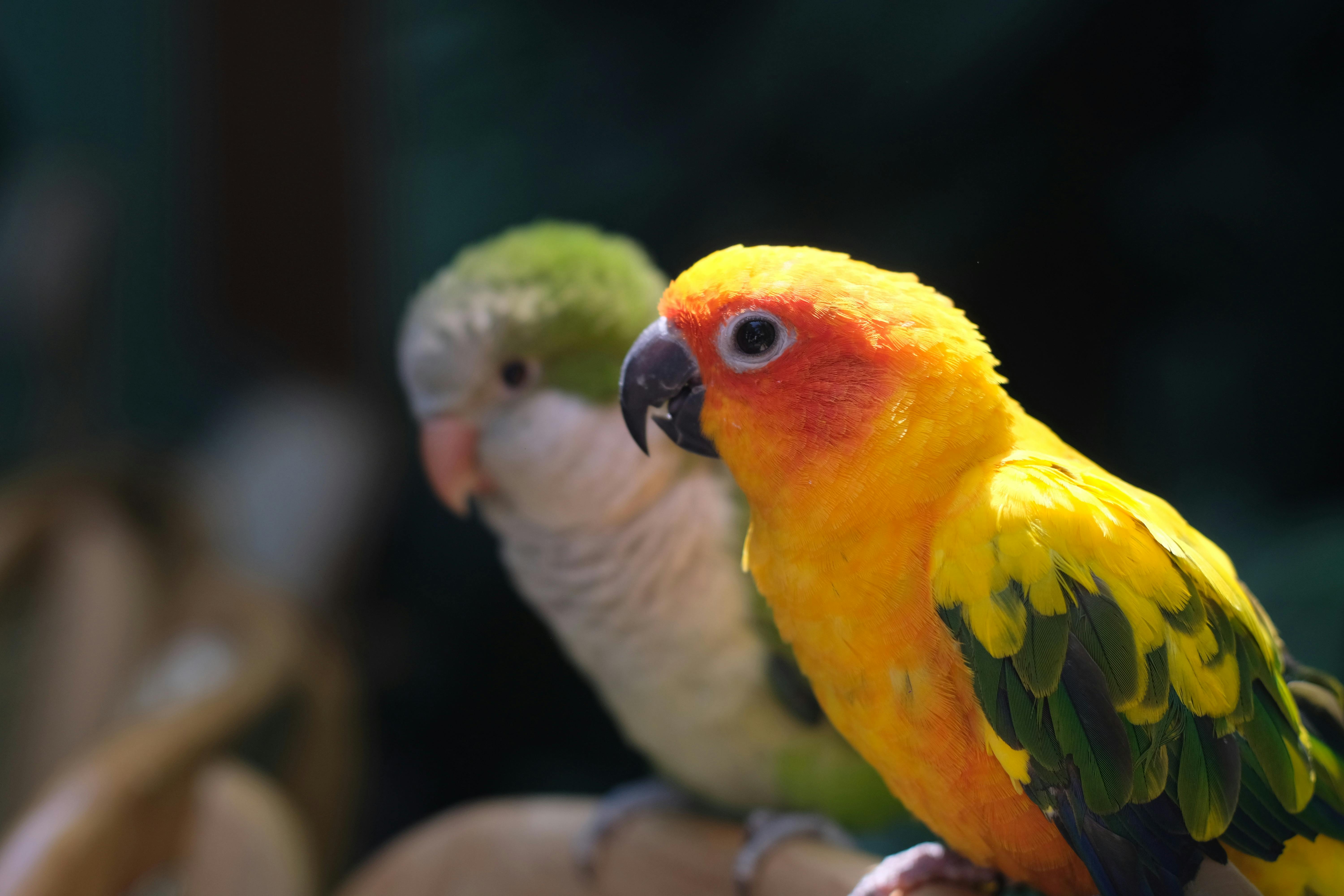 Sun Conure Parrot