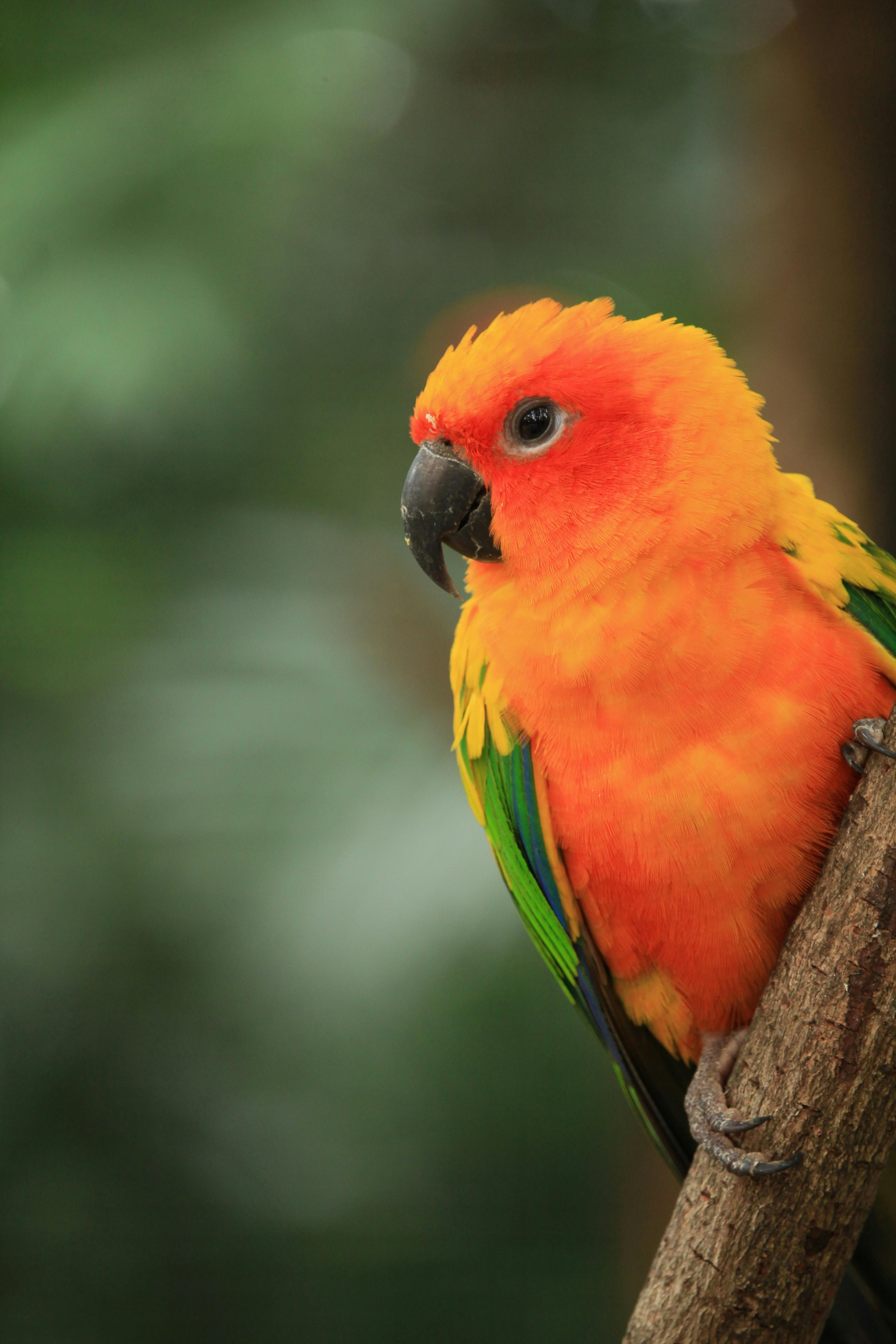 Sun Conure Sounds