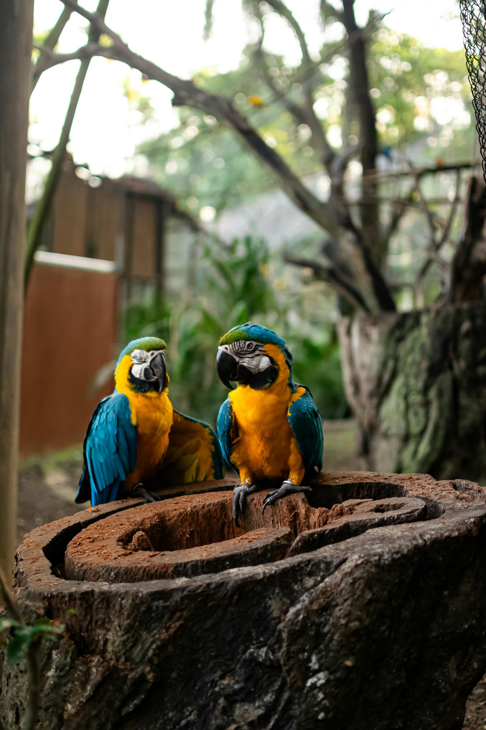 Top 5 Options for Parrots for Sale in 2025: Explore the Best Choices!