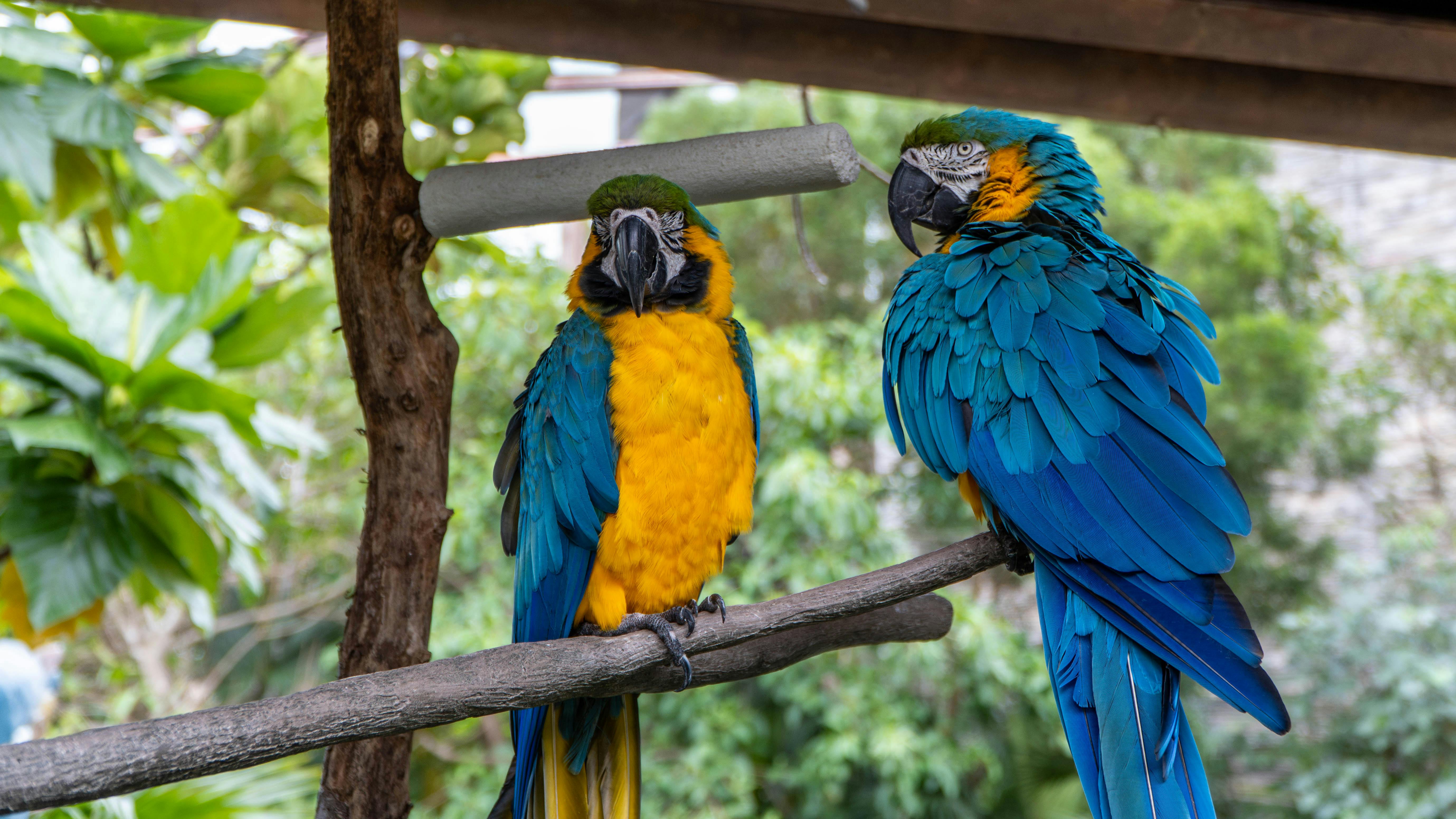 Colorful Parrots for Sale