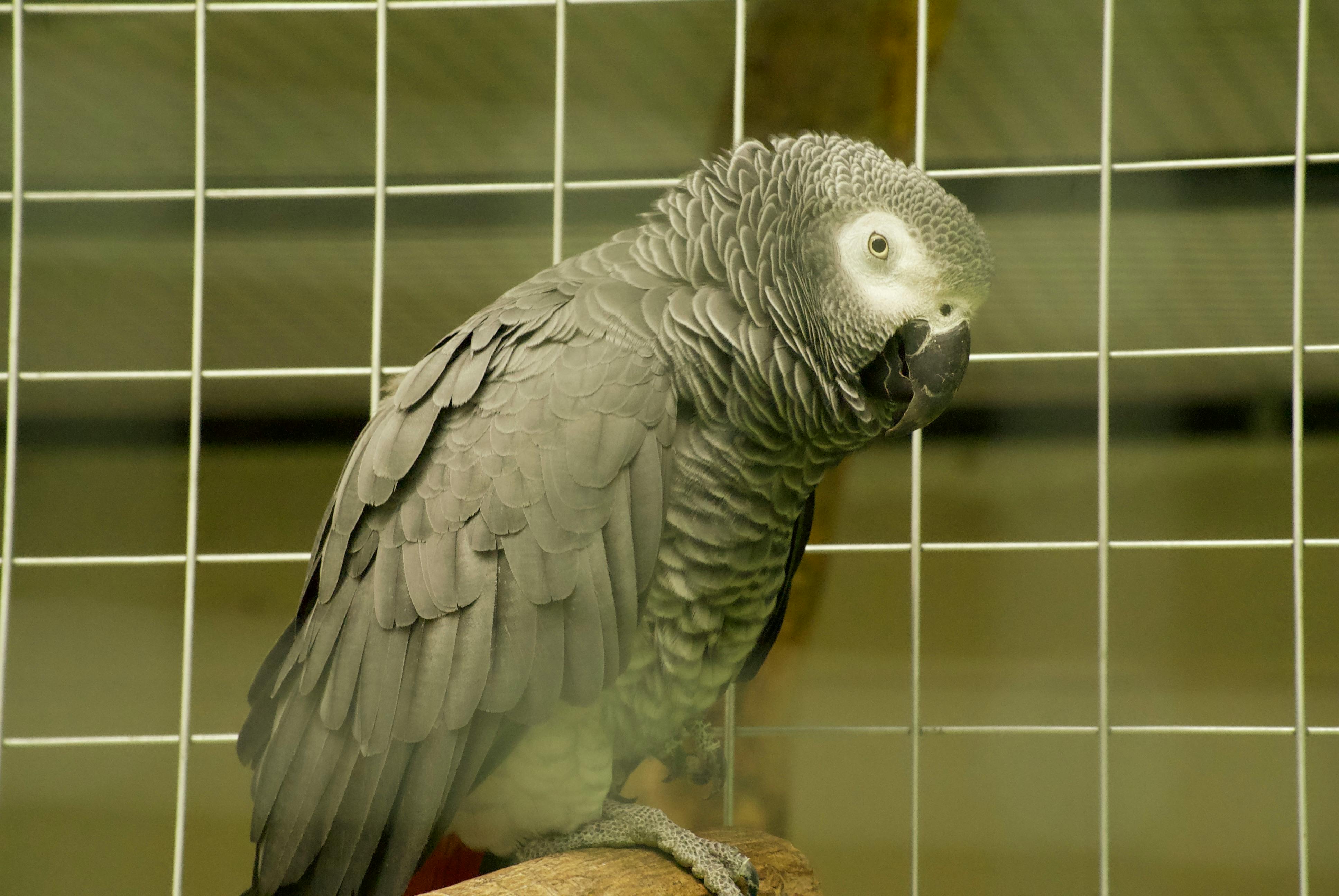 African Grey Parrot