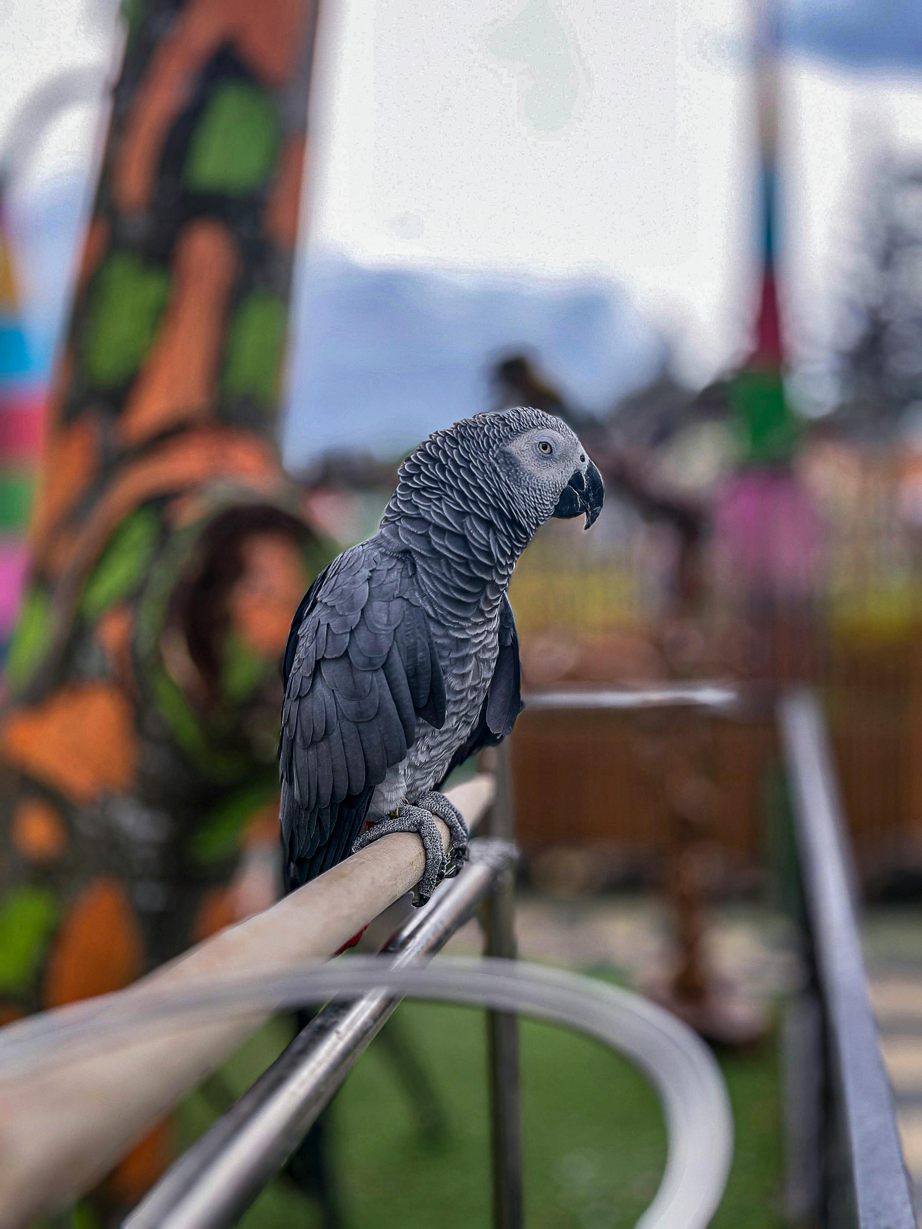 African Grey Parrot