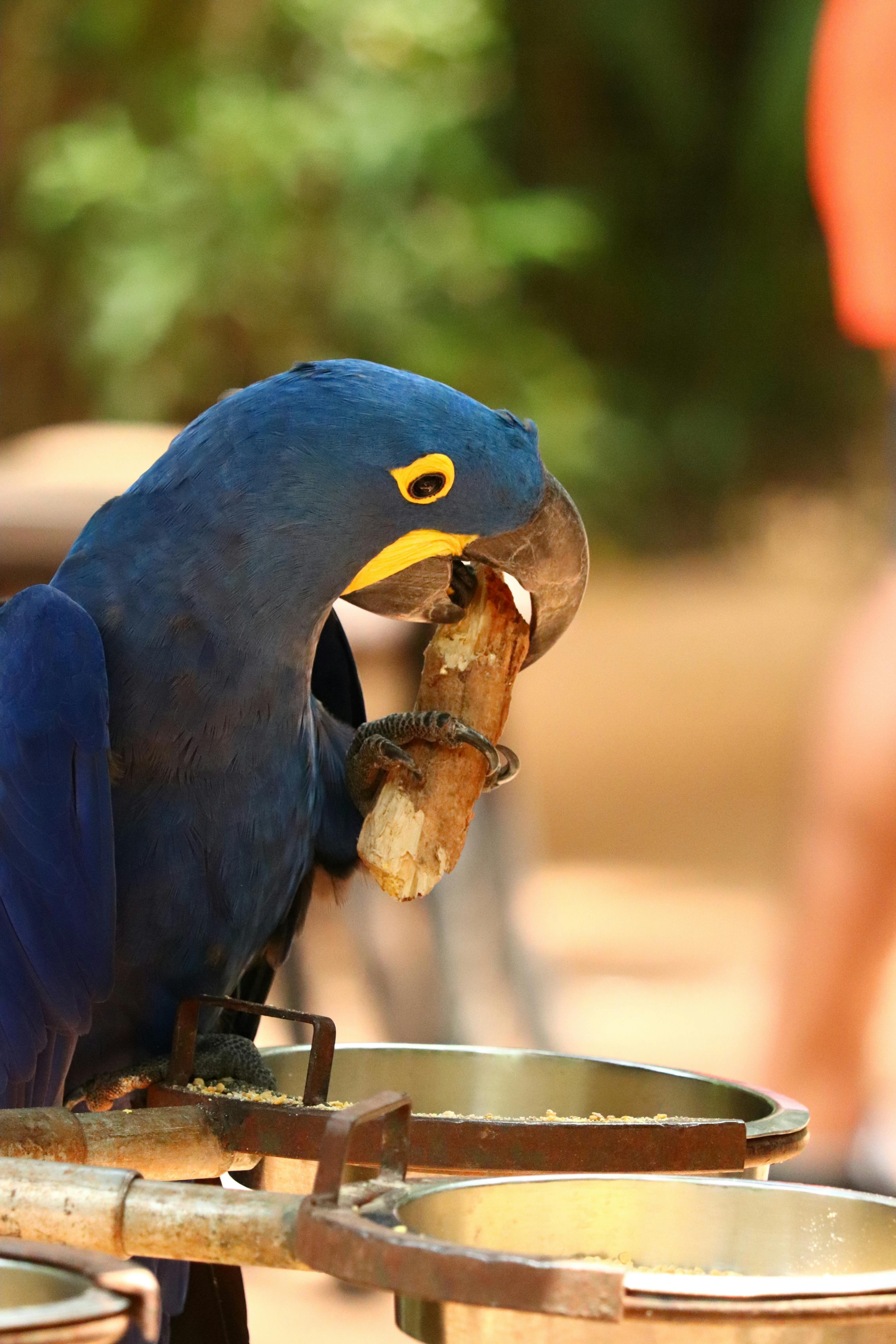 Blue Parrot Training Image