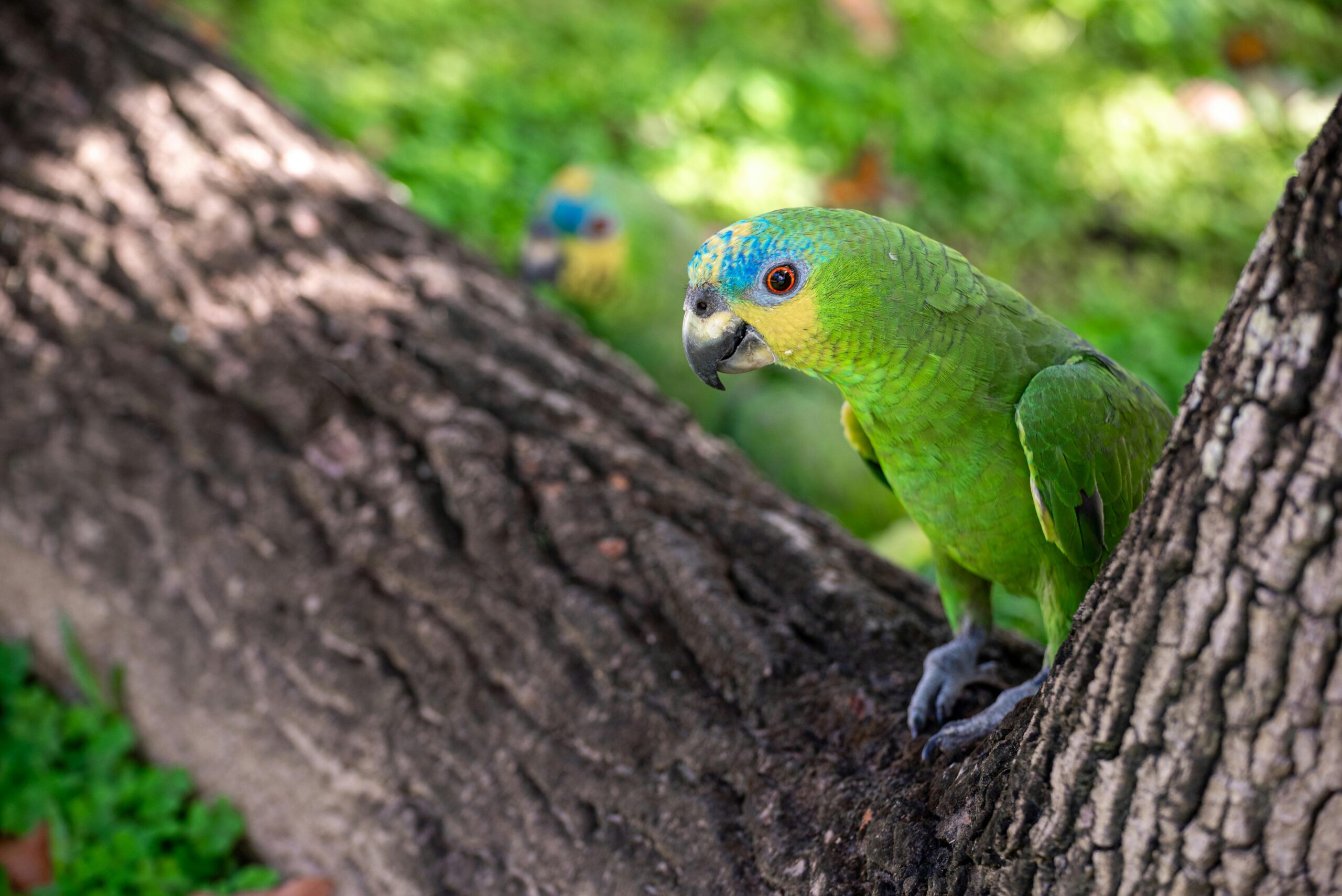 Effective Ways to Care for Your Parrotlet in 2025: Tips for a Happy Pet