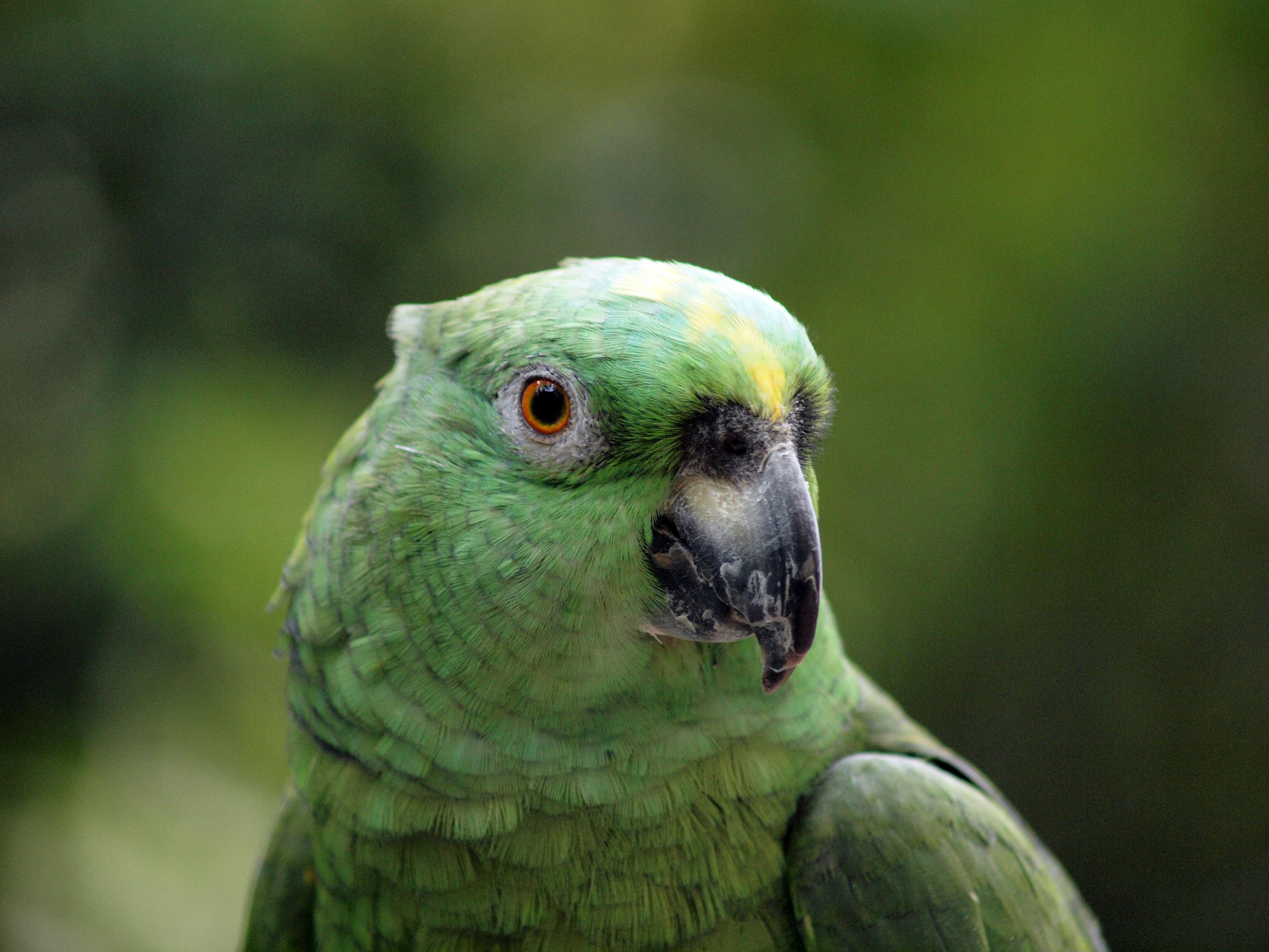 Happy Parrotlet