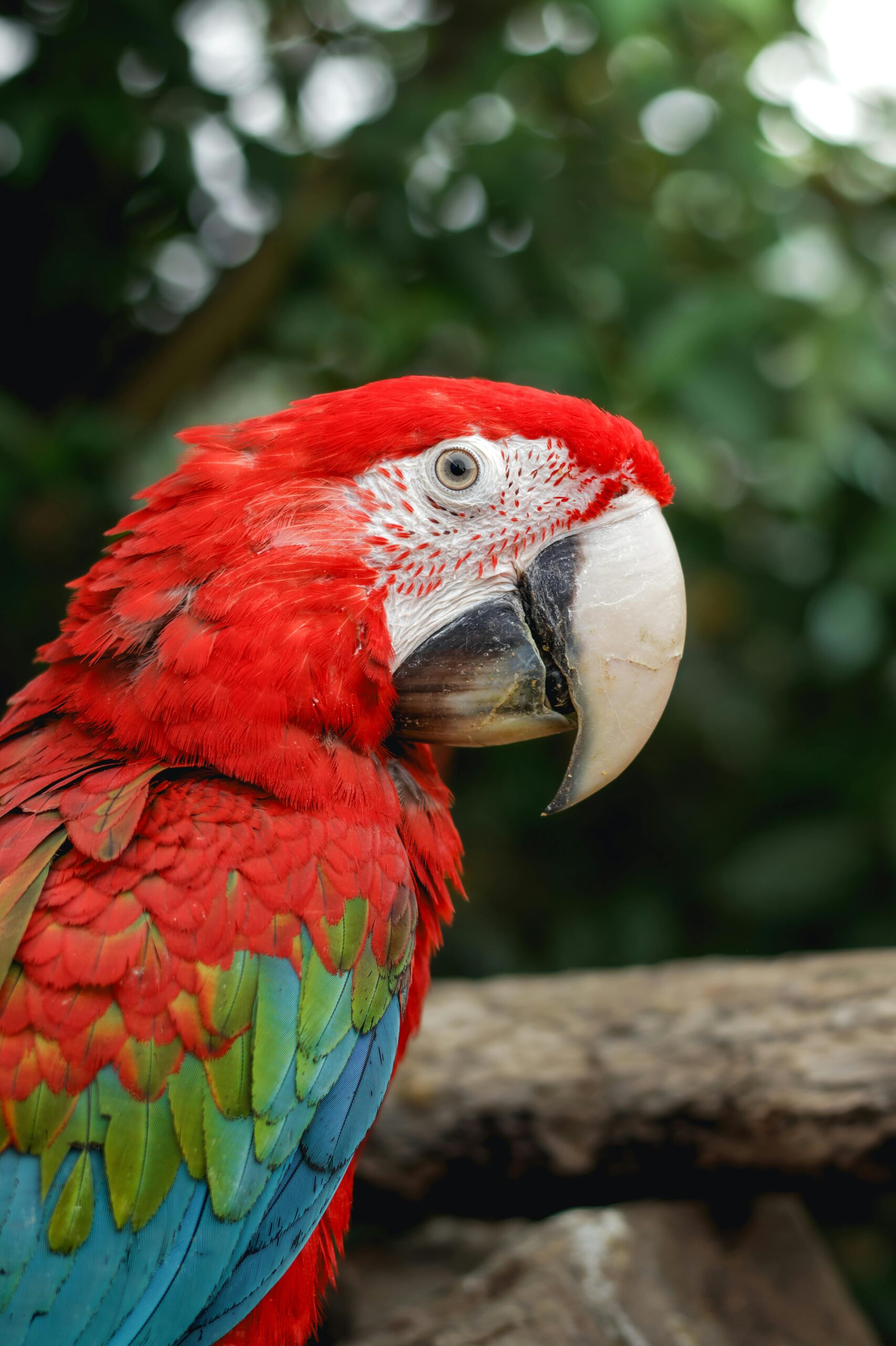 Effective Ways to Choose the Best Parrot Toys for Your Feathered Friends in 2025