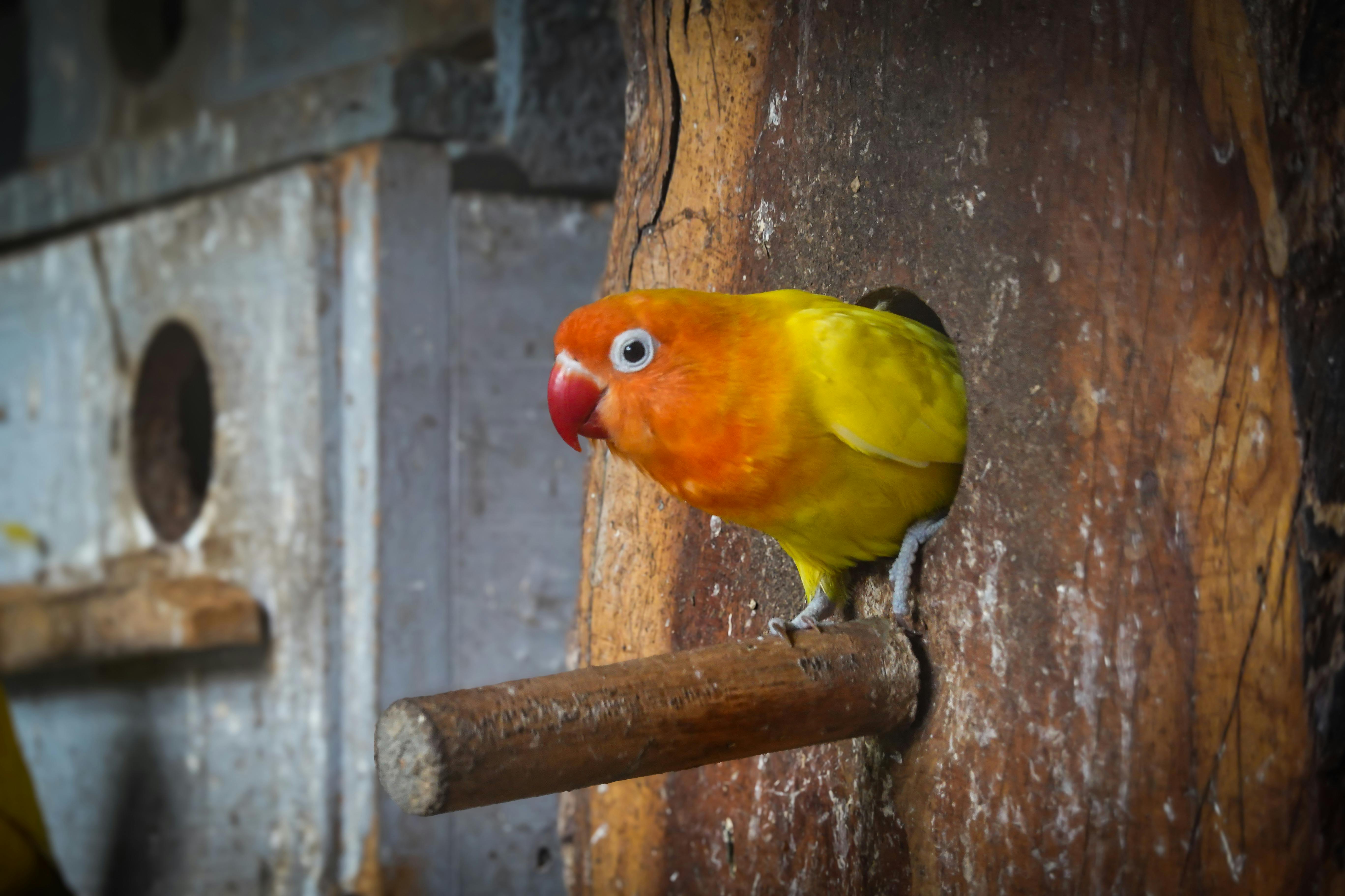 Colorful Parrot Toys