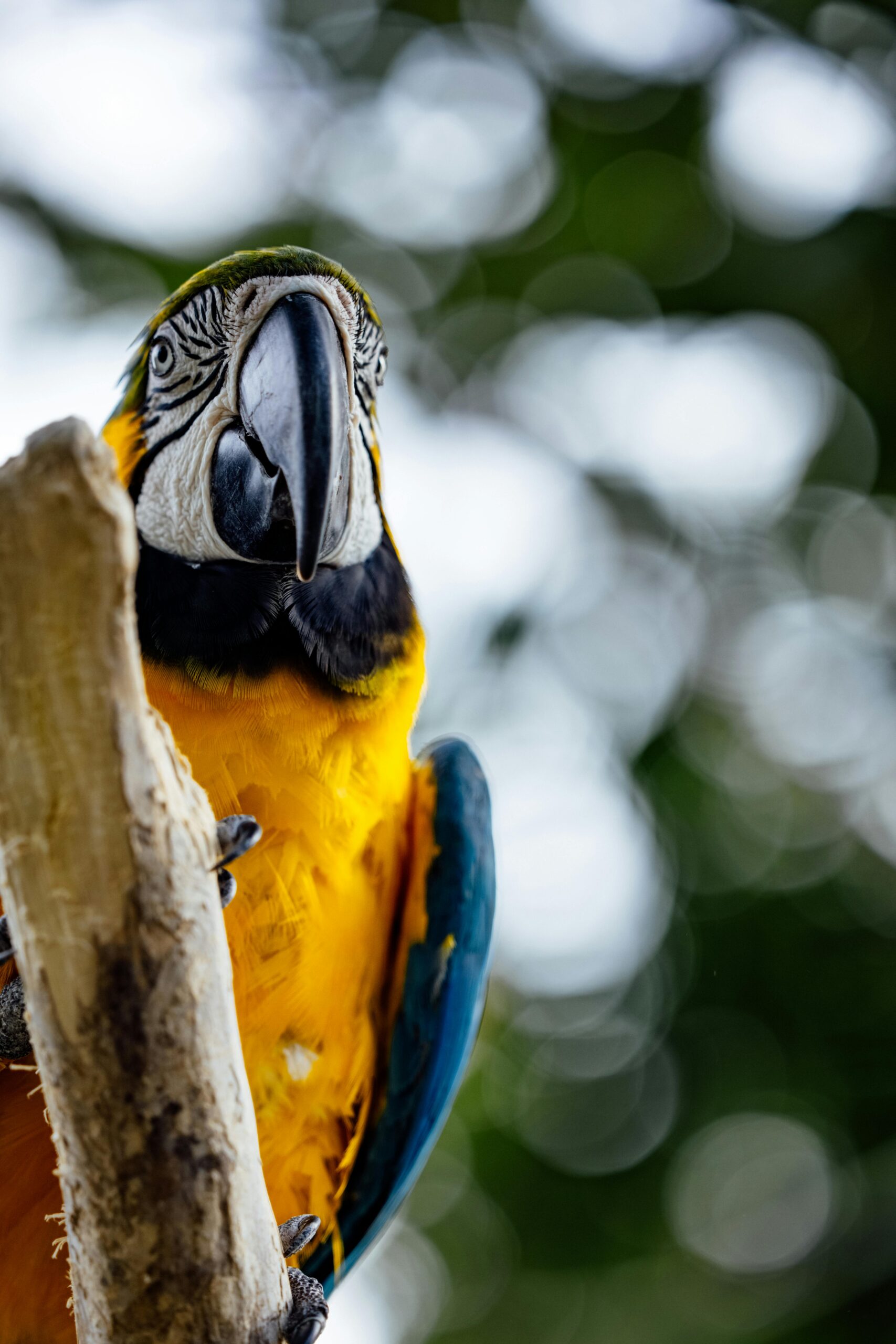 Smart Ways to Engage with Parrot Heads for a Vibrant 2025 Community!