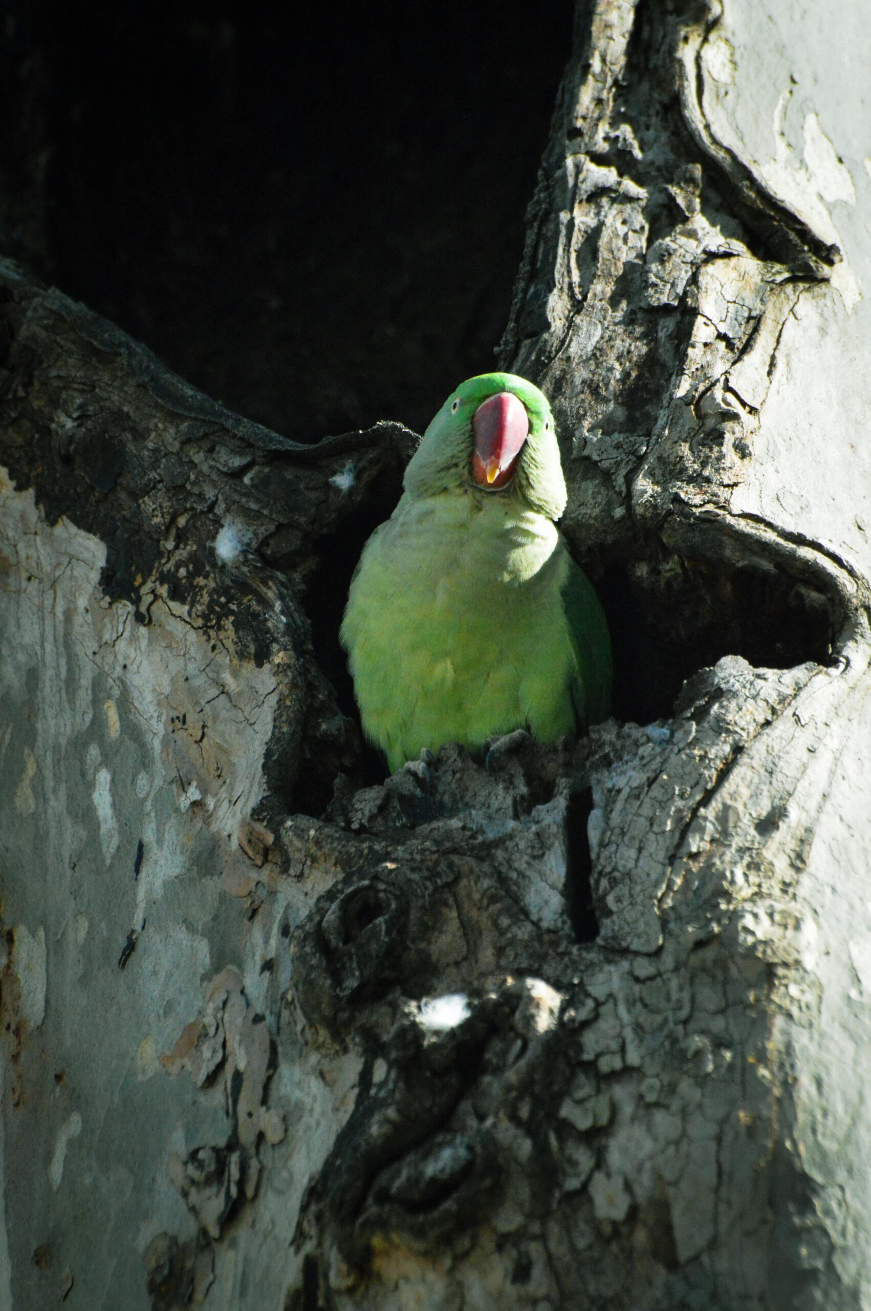 Explore Modern Ways to Enhance Parrot Adoption Near You in 2025!