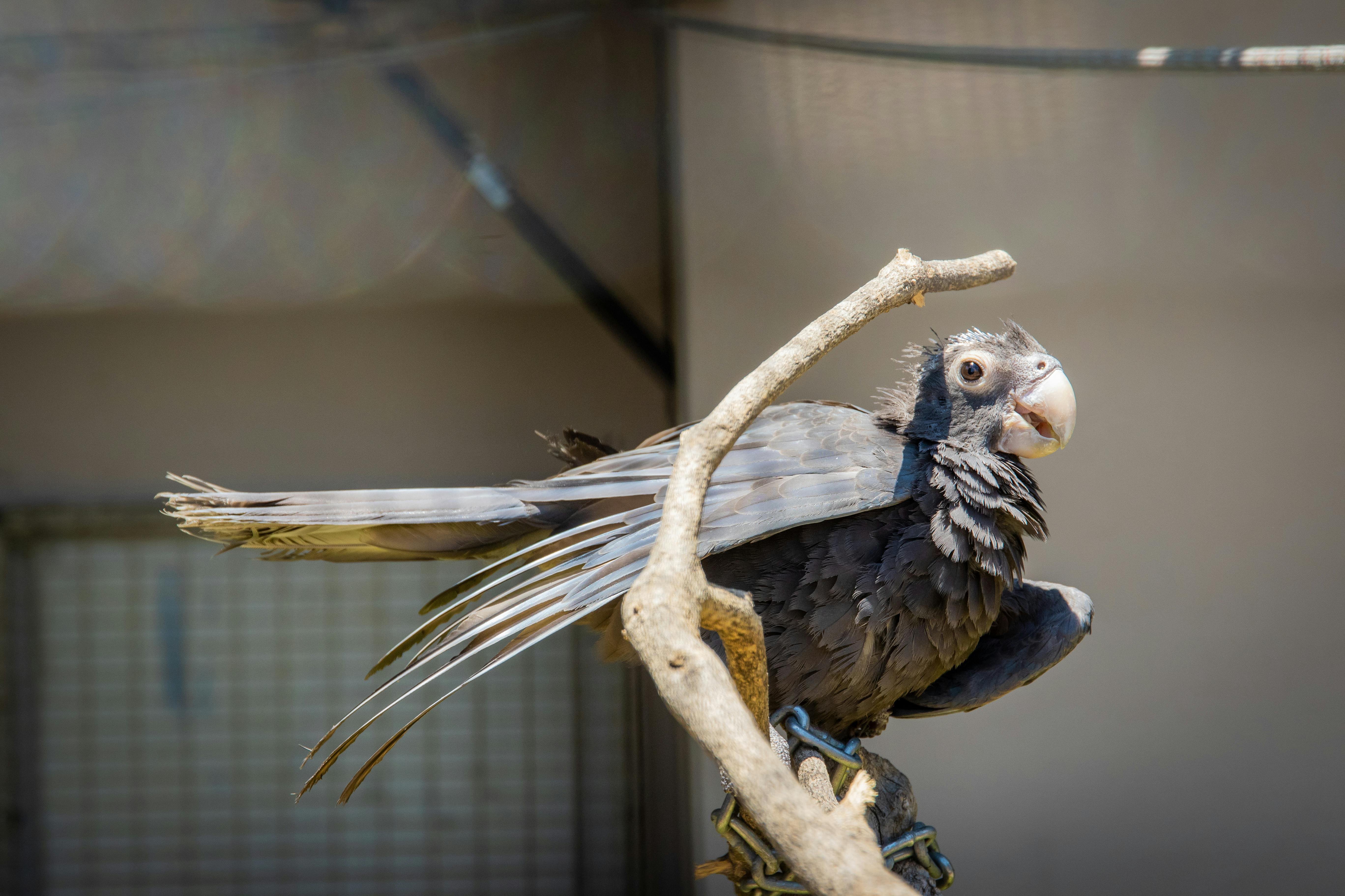 Parrot Habitat Image 2